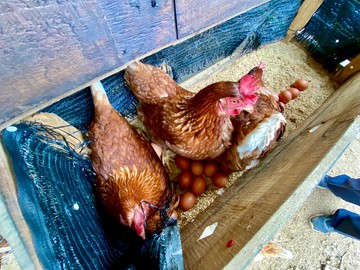 ✨「專任」新社有水有電開心農場｜台中市新社區湳嶺段