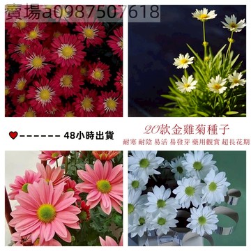 現貨 金雞菊種子（50粒）四季種植  金菊大錦雞菊花籽春秋播種多年生宿根簡單易活 綠化庭院 多年生
