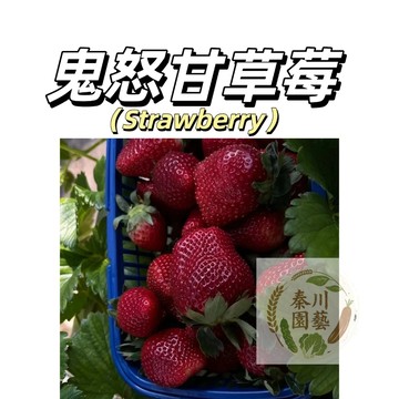 台灣現貨（日本鬼怒甘草莓種子CM-5 ）黑美人貴族草莓 大果黑草莓~甜度高~四季播種水果種子#strawberry