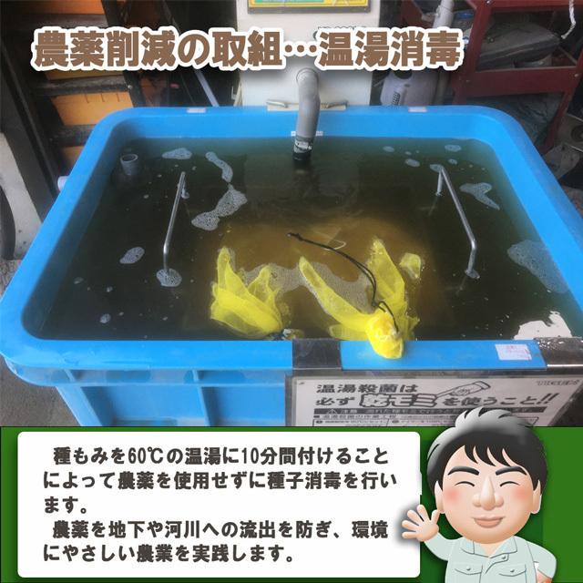 お米　コシヒカリ　20kg　令和5年　新潟産　特別栽培　玄米　送料無料　産地直送