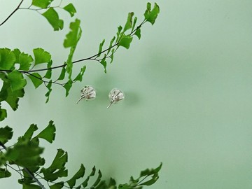 雙鱟耳環