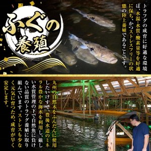 とらふぐ 唐揚げ セット (合計約1kg・ぶつ切り400g×1Ｐ 唐揚げ用300g×2P ヒレ10g) 魚 ふぐ 河豚 からあげ から揚げ 冷凍 生簀直送 佐伯 養殖 国産 大分県 佐伯市