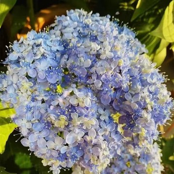 【🌸繡球種子】經典色/寶藏藍/天空藍等7款可選🌱花色夢幻 新手易種 陽台盆栽 庭院造景