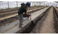 KN-01　2015世界土壌微生物五輪で銀メダル受賞！土力のフルーツトマト