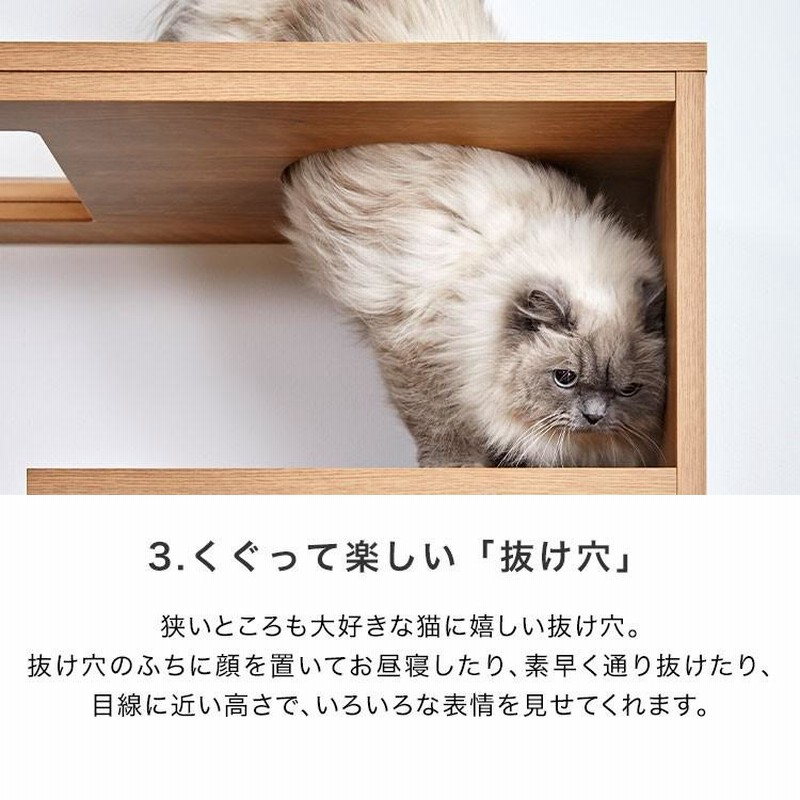 三重の猫が木の猫棚に登って、猫用品をつかむ。
