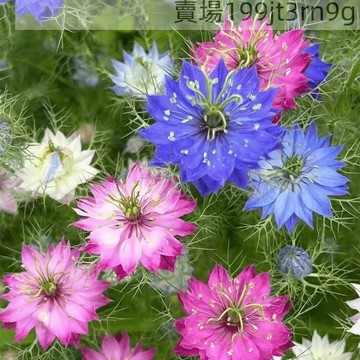 現貨 黑種草種子（500粒）四季種植  庭院開花不斷 別墅草種子 撒下就能活 罕見稀有花海種子 四季室外盆栽花卉鮮花種籽