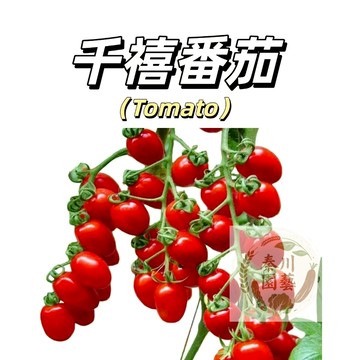 嘉義現貨（千禧番茄種子FQ-48）甜度高~瀑布蕃茄小聖女果結果多多年生四季播種果菜蔬菜種子#tomato