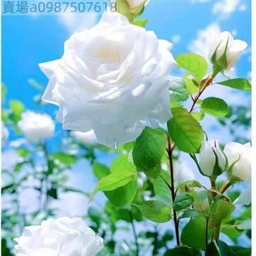 玫瑰花種子（100粒） 七彩玫瑰 稀有品種 玫瑰種子 超低價 室內外盆栽綠植 超美 超優惠