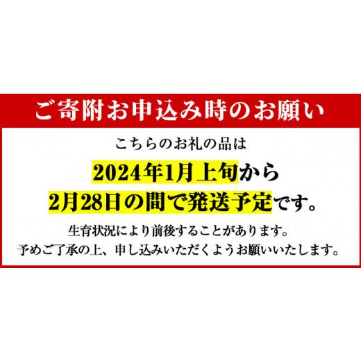 ふるさと納税 鹿児島県 阿久根市 ＜先行予約受付中！2024年1月上旬以降発送予定＞数量限定！鹿児島県産無加温ハウス栽培の不知火(大将季)(計約5kg)柑橘 果物 …