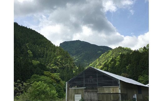 本川手箱きじコロッケ（１０個）