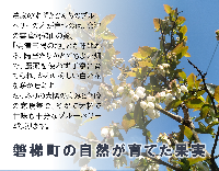 冷凍　ブルーベリー※2023年7月中旬～順次発送