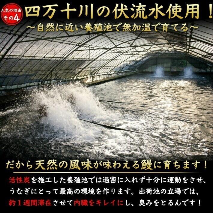 四万十 うなぎ 蒲焼き 国産 4尾 無投薬 四万十川 誕生日 ギフト 高知県産