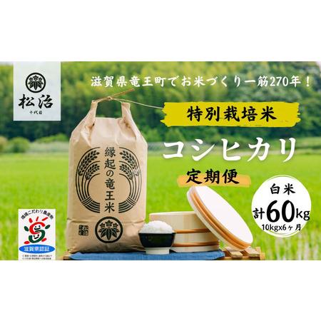 ふるさと納税 定期便 6ヶ月 コシヒカリ 白米 10kg 縁起の竜王米 特別栽培米 令和5年産  新米 ブランド米 白米  計 60kg 定期便 6回 おこめ ご.. 滋賀県竜王町