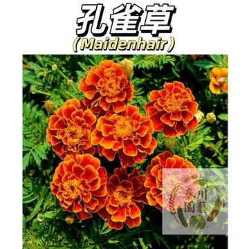 現貨速發【播種60天開花】孔雀草種子 金黃花海超吸睛 耐高溫零蟲害 陽台盆栽/庭院地栽 新手首選