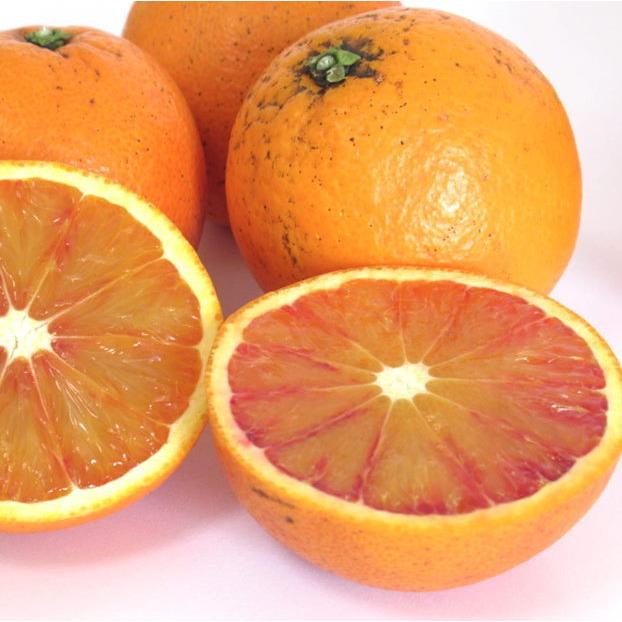 無農薬 ブラッドオレンジ 10kg 訳あり 有機オレンジ 国産 ブラッドオレンジ