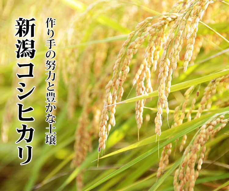 新米 米 白米 2kg コシヒカリ 新潟県産 令和5年産 コシヒカリ お米 2