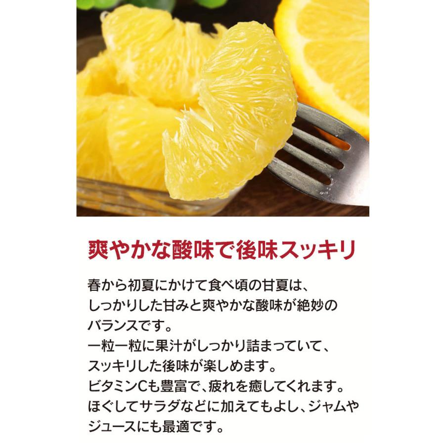 紅甘夏 べにあまなつ みかん 5kg 農家直送 ＜2月上旬より順次出荷＞ 送料無料 熊本県産 果物 フルーツ 大嶌屋（おおしまや）