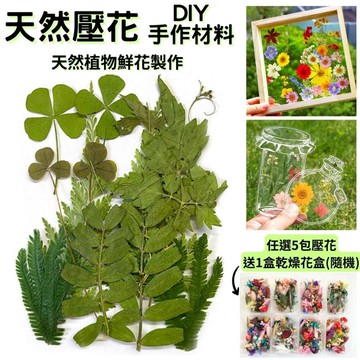 【A-ONE】葉子 樹葉 綠葉 花材包 真花壓花 永生花 綠葉材料包  精緻包-綠意盎然 AA11_廠商直送