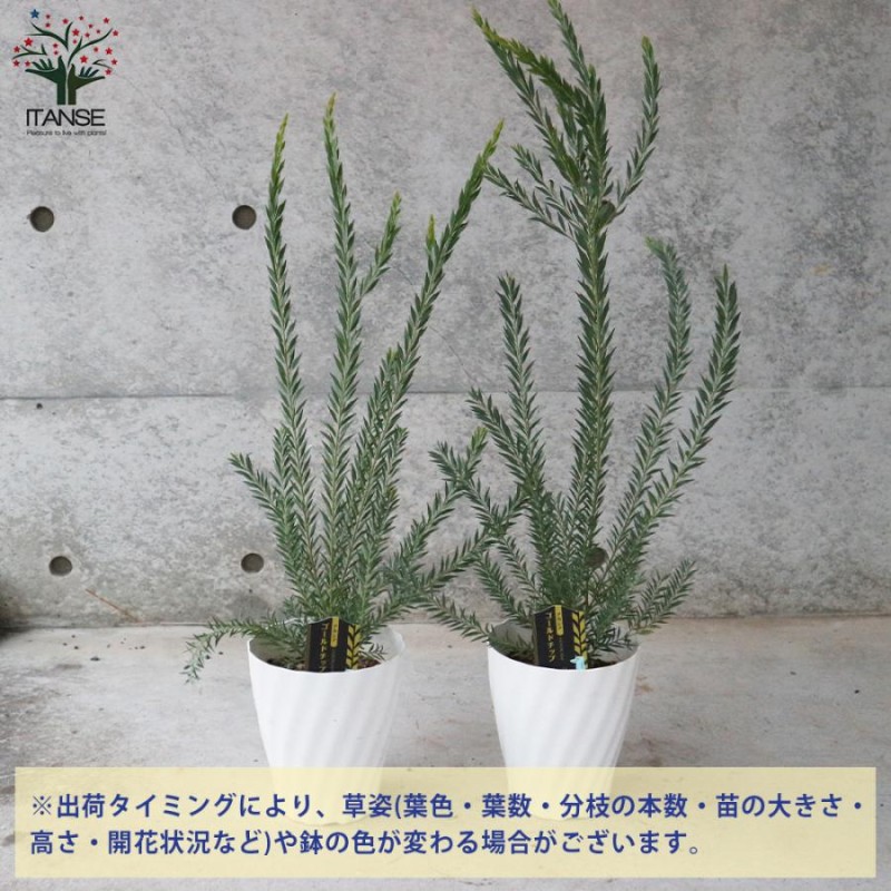 ITANSE アカシア・ゴールドチップ 庭木 庭園庭木 5号鉢 1個売り 庭木 植木 花木 観賞用 新生活 プレゼント 贈答 送料無料 イタンセ公式  | LINEブランドカタログ