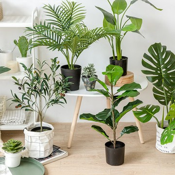 Meric Garden 風格居家裝飾 仿真大型景觀盆栽S_2款可選 - 龜背芋S