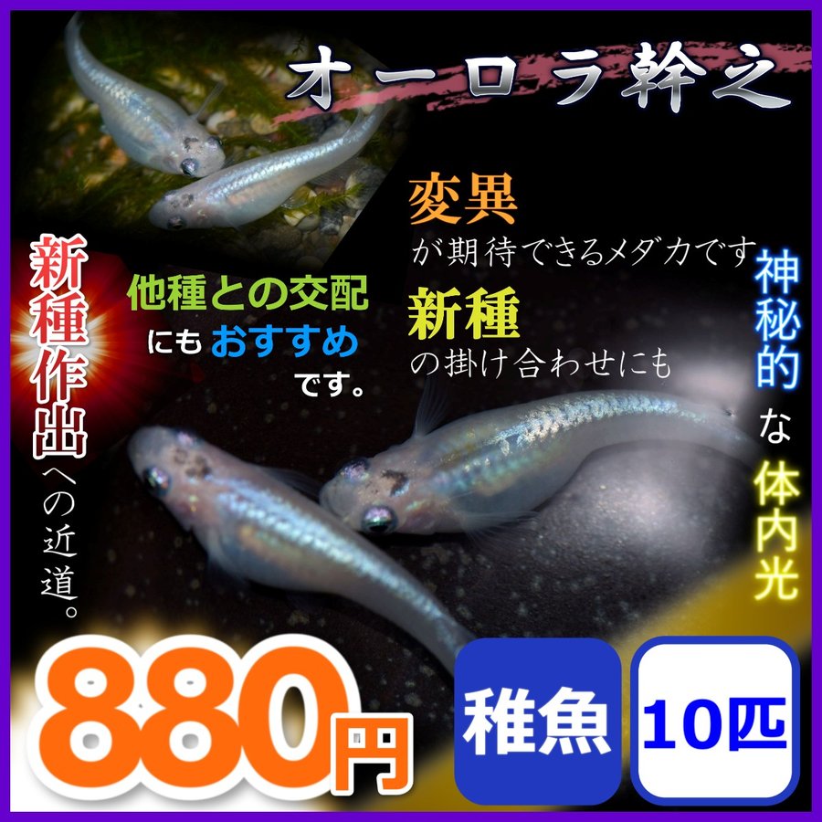 メダカ/オーロラ幹之めだか 稚魚10匹 通販 LINEポイント最大1.0%GET | LINEショッピング