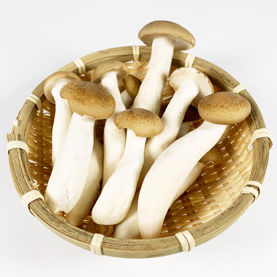 エリンギパワダー(殺菌品)日本産 10kg