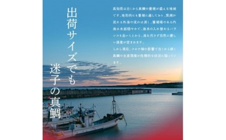 緊急支援 海鮮「真鯛の漬け丼の素」1食80g×5P＋「マグロの漬け丼の素」1食80g×5P《迷子の真鯛を食べて応援 養殖生産業者応援プロジェクト》応援 惣菜 冷凍 保存食 小分け 高知 海鮮丼 一人暮らし〈高知市共通返礼品〉