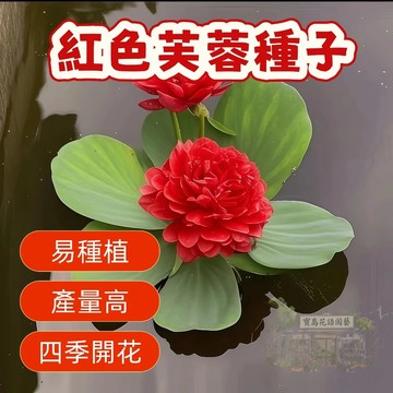 🔥热销（芙蓉花種子 ）今年新籽 發芽率高  四季開花 水芙蓉 懶人花卉 芙蓉花 造景植物 特色花卉 🌺