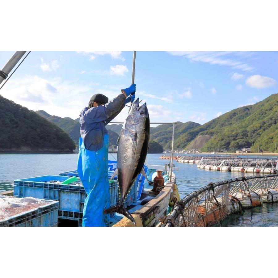 まぐろ屋さん直送！　対馬産　養殖本マグロ 1kg