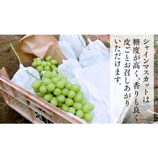 ふるさと納税 茨城県 桜川市  シャインマスカット 約1.2kg  (茨城県共通返礼品 石岡市） 開田ぶどう園 産地直送 フルーツ 甘い 直送 茨城 限定 …