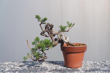 日系盆栽品種 系魚川真柏舍利變化多 細魚川造型盆栽