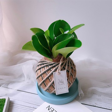 小苔球 圓葉椒草 (圓葉發財樹)  室內植栽