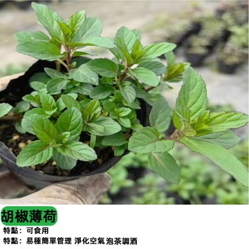 胡椒薄荷種子 食用薄荷 調味香草 泡茶驅蟲必備 廚房陽台盆栽 香草植物 清涼提神 好種易活 料理茶飲香料 可水耕