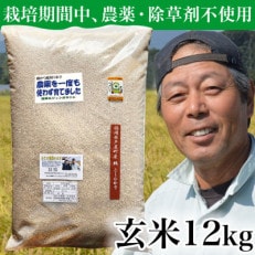 玄米 農薬不使用(栽培期間中)  福岡県芦屋町産コシヒカリ 〈玄米〉12kg