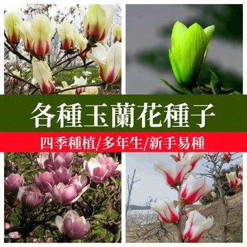 綠色家園|🌱🌱【玉蘭花種子】 盆栽地栽觀賞花卉紅玉蘭白玉蘭紫玉蘭超多品種四季庭院風水樹種子超易活 花卉種子