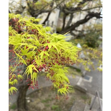 台灣現貨現發 矮化楓樹種子 青楓 荷蘭紅楓 羽毛楓 四季室內盆栽花卉種植 庭院景觀觀賞綠化楓樹