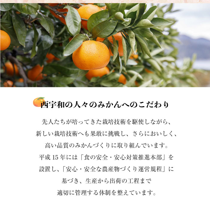 [予約 2023年 2023年11月1日-11月30日の納品] ひなの里 真穴みかん みかん 5kg 愛媛県 JAにしうわ