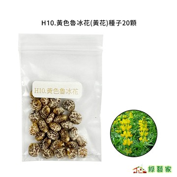 H10.黃色魯冰花(黃花)種子20顆(根系發達，生長迅速，耐旱耐寒。)花卉 花類種子【綠藝家】