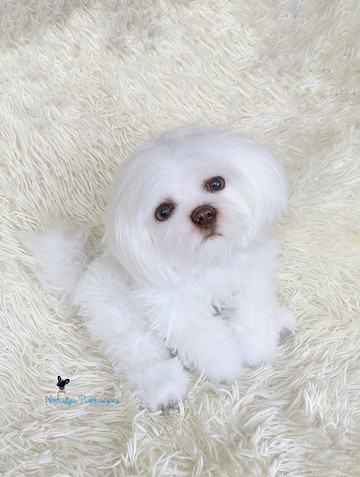 逼真的玩具狗/小狗西施