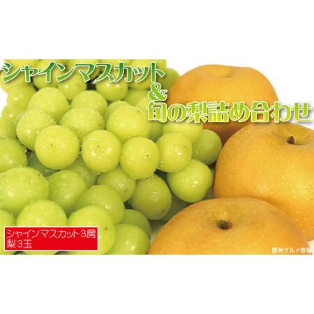 ふるさと納税 シャインマスカット3房＆旬の梨3玉 詰め合わせ《信州グルメ市場》■2024年発送■※9月中旬頃〜10月中旬頃まで順次発送予定 長野県須坂市