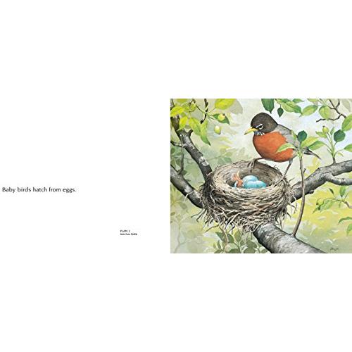 About Birds: A Guide for Children (About...)