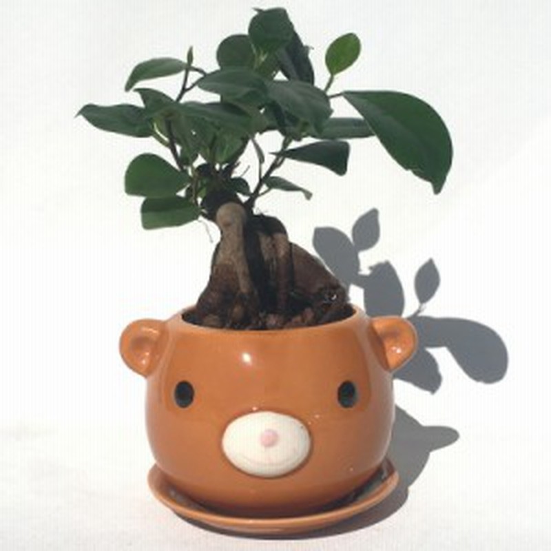 ハイドロカルチャー 観葉植物 クマの陶器鉢 ガジュマルの木 通販 Lineポイント最大1 0 Get Lineショッピング