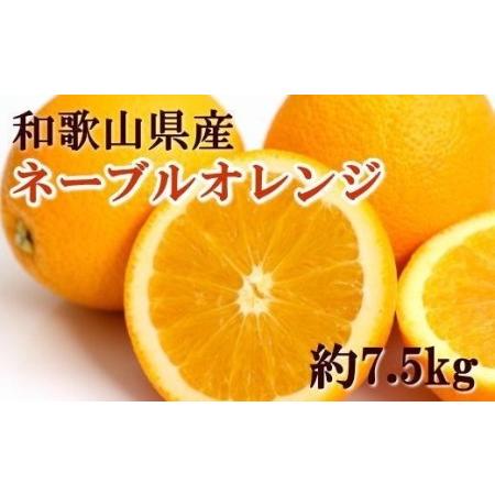 ふるさと納税 和歌山県産ネーブルオレンジ約7.5kg（サイズおまかせ）★2023年12月中旬頃より順次発送 和歌山県海南市