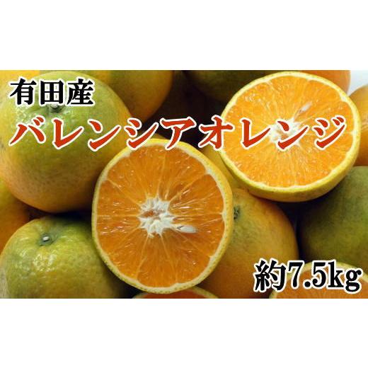 ふるさと納税 和歌山県 有田川町 有田産濃厚バレンシアオレンジ 約7.5kg（M〜2Lサイズおまかせ）★2024年6月中旬より順次発送予定