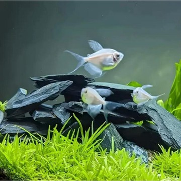 邦邦水族~（台灣出貨)天然岩片片小塊精選微觀草缸造景石自然苔蘚缸迷你型擺件小假山石小魚缸造景5~10cm