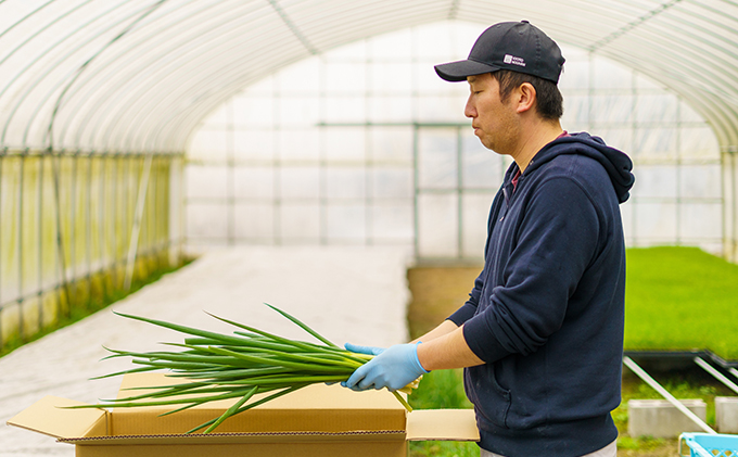 生産農家直送　京野菜・九条ねぎ　約3kg