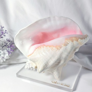 稀有 頂級 女皇貝鳳凰螺 加勒比 有機寶石 擺件 收藏級 單品 禮物