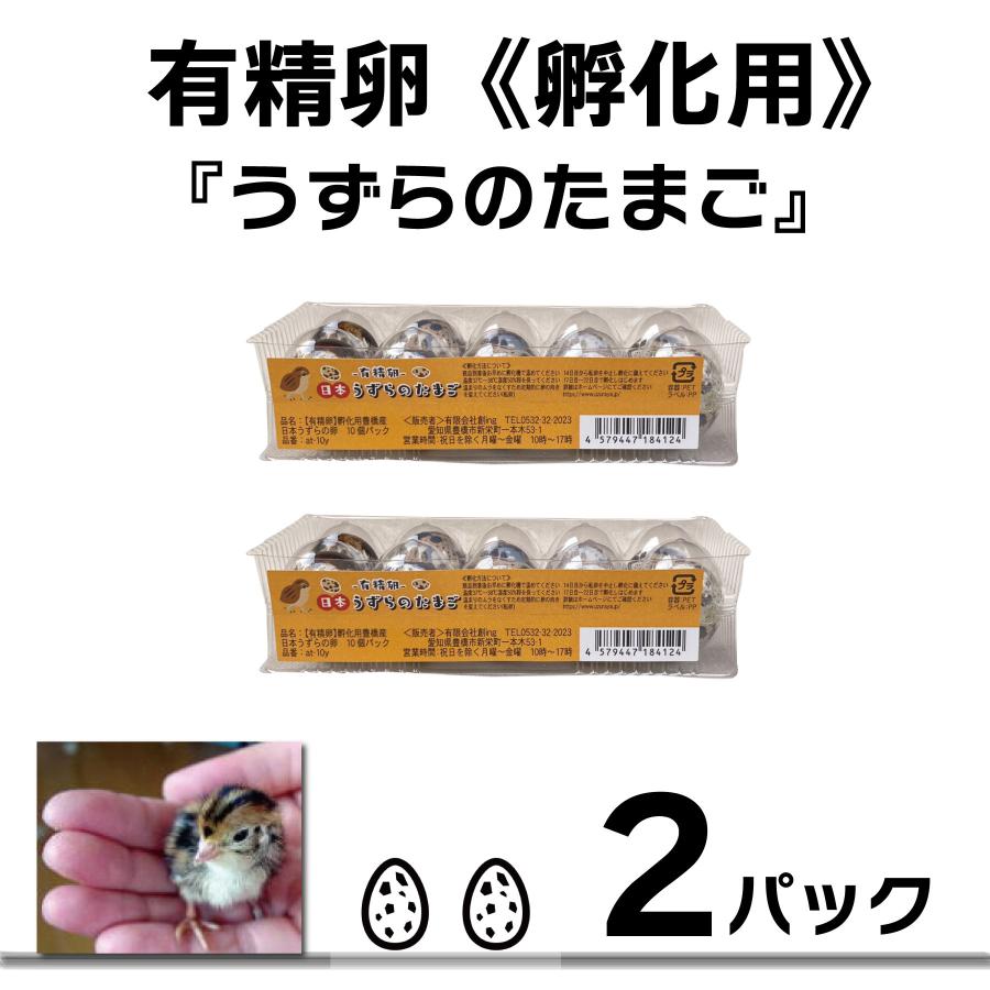 有精卵 孵化用 豊橋産 日本うずらの卵 10個入り 2パック