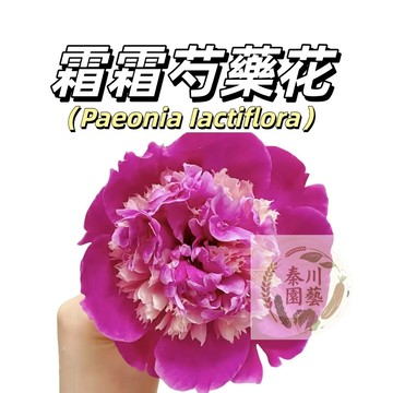 台灣現貨（霜霜芍藥花種子 SY-31）濃香型~粉色係重辦多年生觀賞花卉耐熱大花型庭院陽台盆栽非牡丹四季可種植可藥用可觀賞