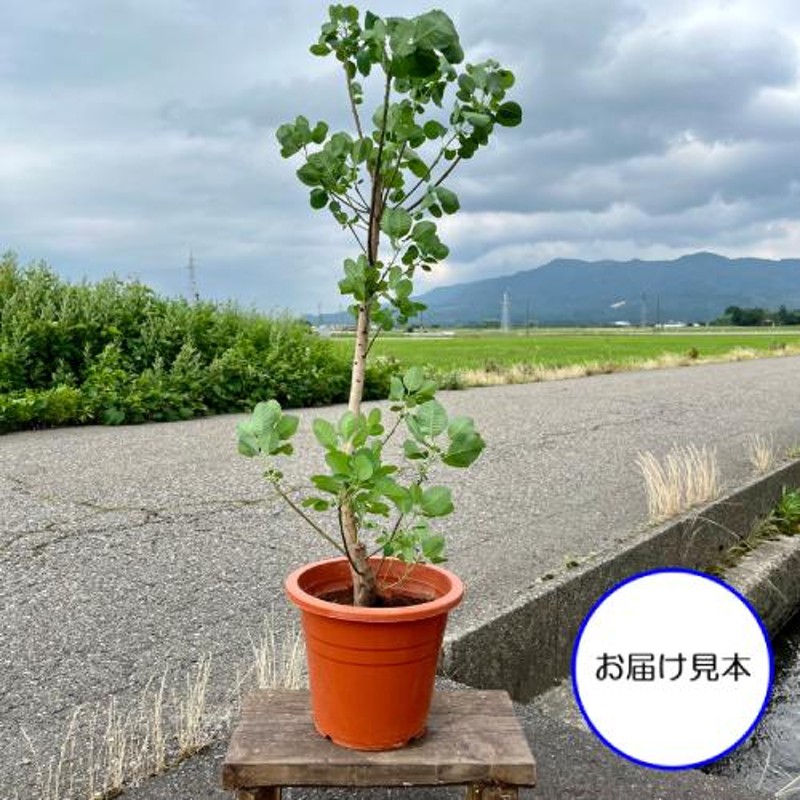 6号極太-3. グリーンボール スモークツリー 苗 苗木 雌株 - 植物/観葉植物